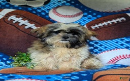 Shih Tzu dogs for sale: Dale - Image 7