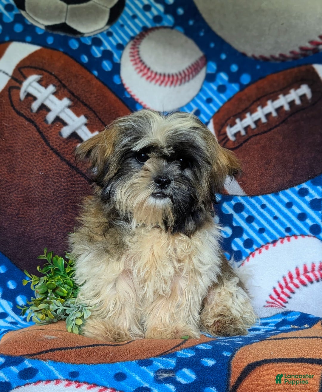 Shih Tzu dogs for sale: Dale - Image 7
