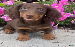 Dachshund dogs for sale: Denver - Image 7