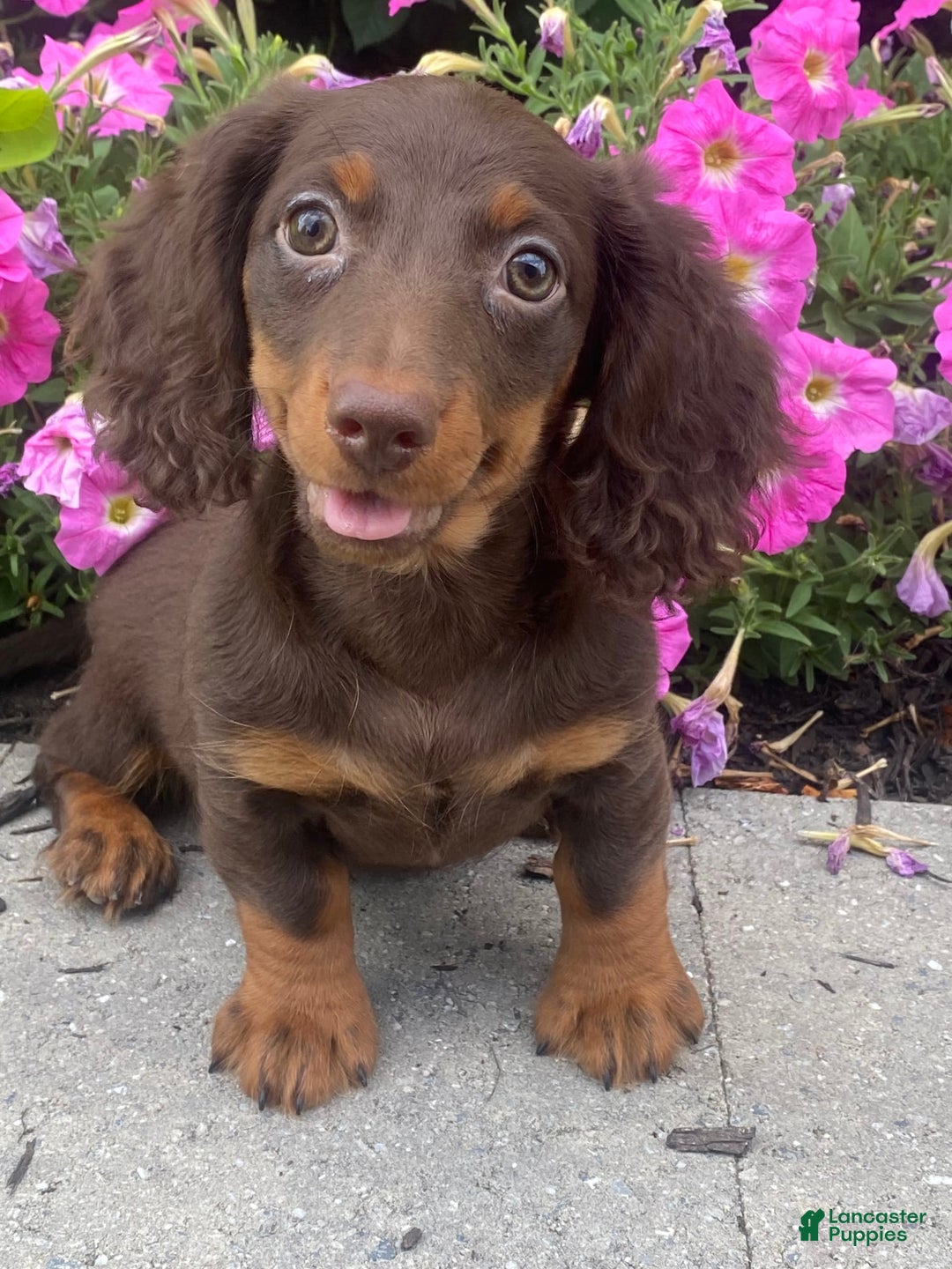 Dachshund dogs for sale: Denver - Image 7