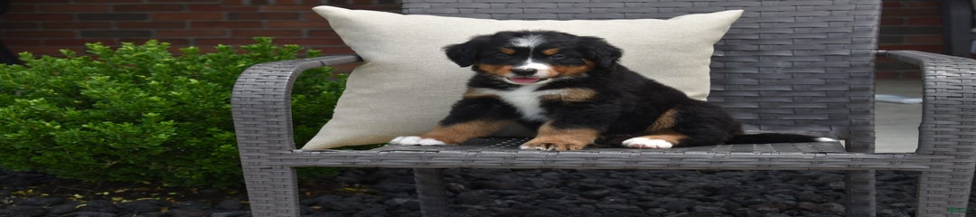 Buddy