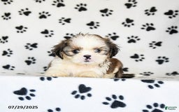 Shih Tzu dogs for sale: Pepper - Image 5