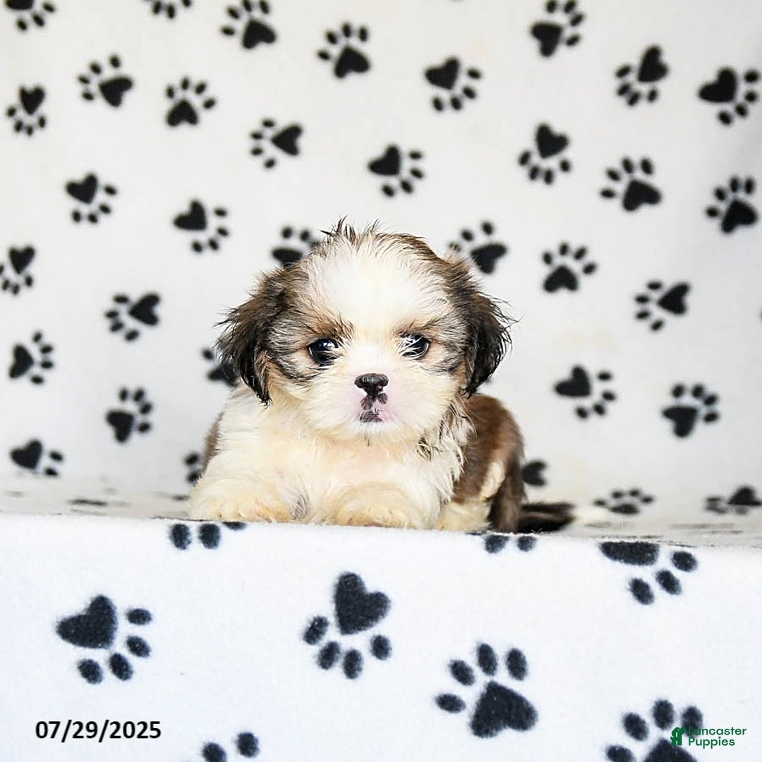 Shih Tzu dogs for sale: Pepper - Image 5