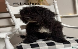 Mini Bernedoodle dogs for sale: Flinders - Image 1