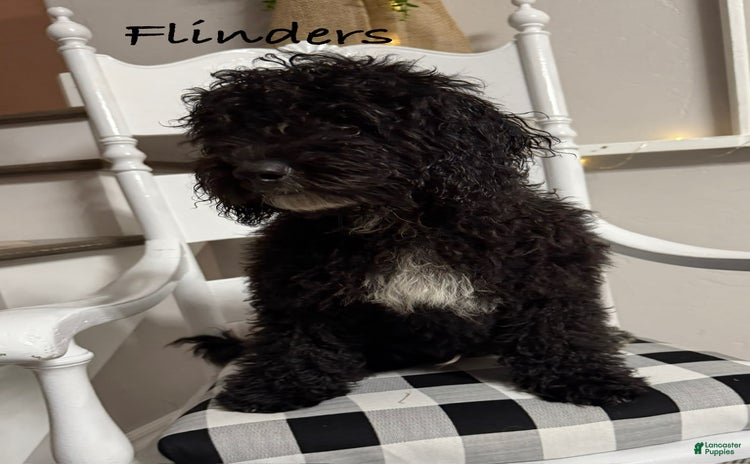 Mini Bernedoodle dogs for sale - Ad 1