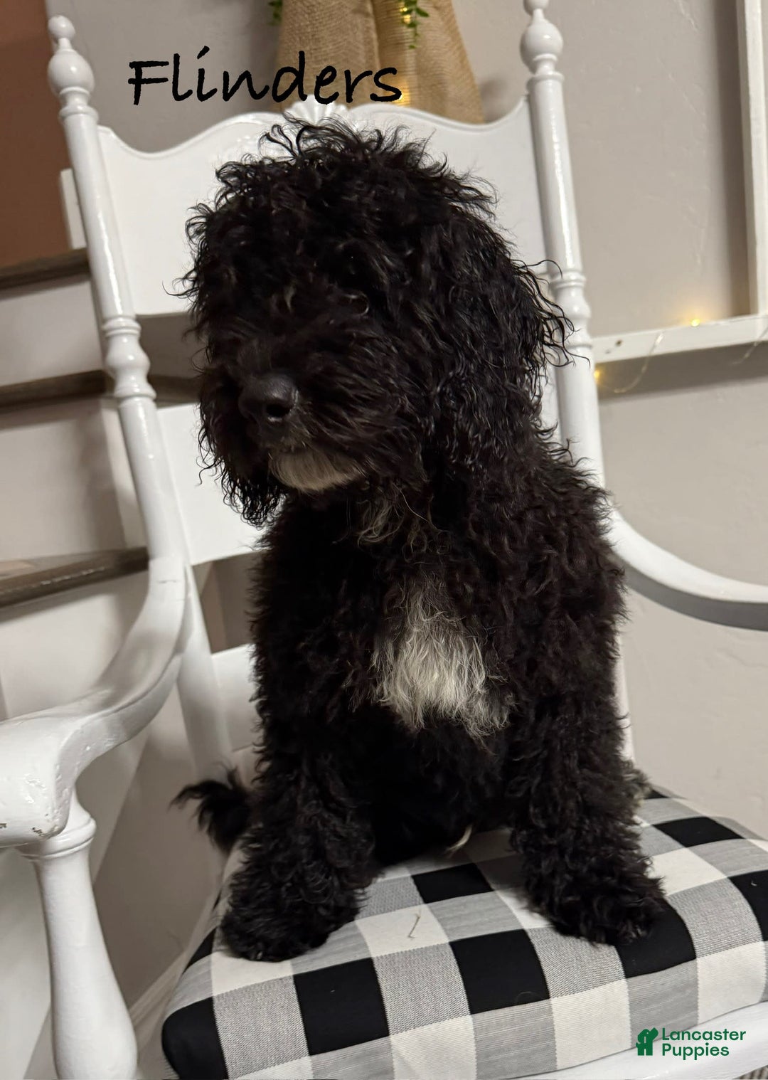 Mini Bernedoodle dogs for sale: Flinders - Image 1