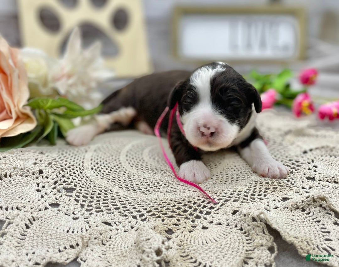 Portuguese Water Dog dogs for sale: Iris - Image 3