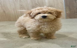 Bichpoo dogs for sale: Cassie - Image 1