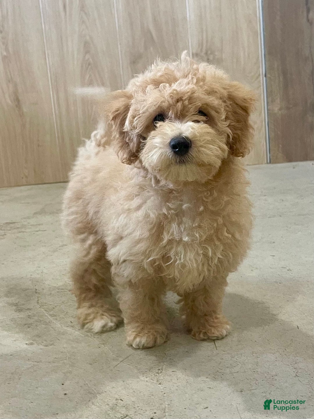 Bichpoo dogs for sale: Cassie - Image 1