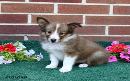 Shetland Sheepdog dogs for sale: Fudge - Image 2