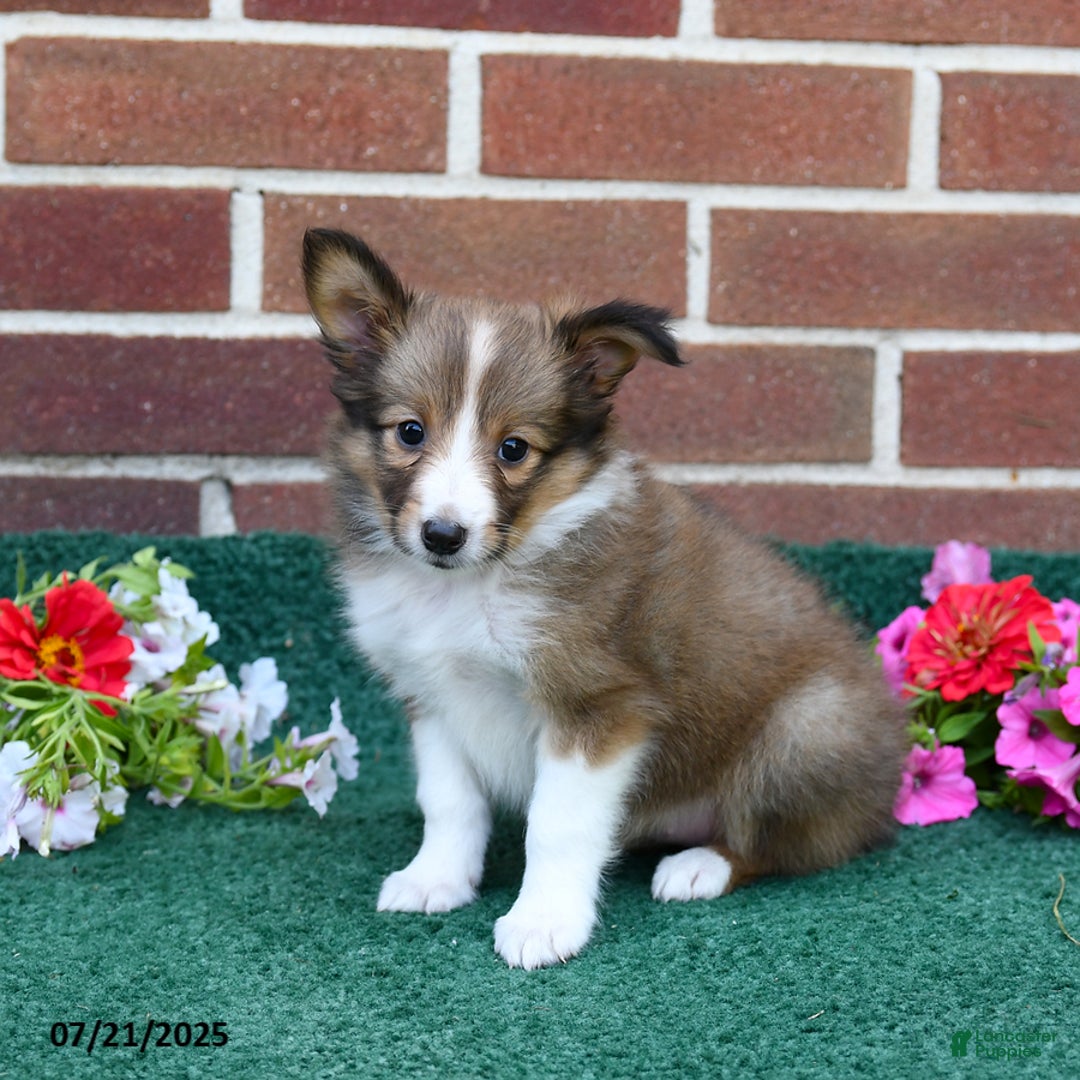 Shetland Sheepdog dogs for sale: Fudge - Image 2