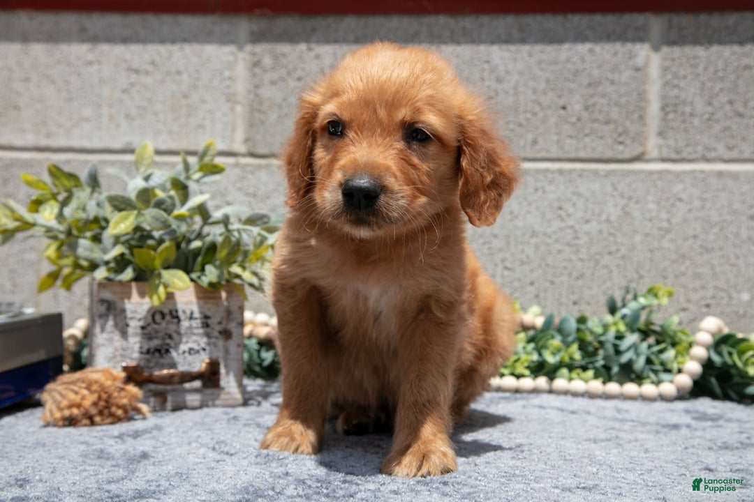 Golden Retriever dogs for sale: Doc - Image 3
