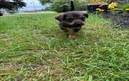 German Shepherd dogs for sale: Millie - Image 2