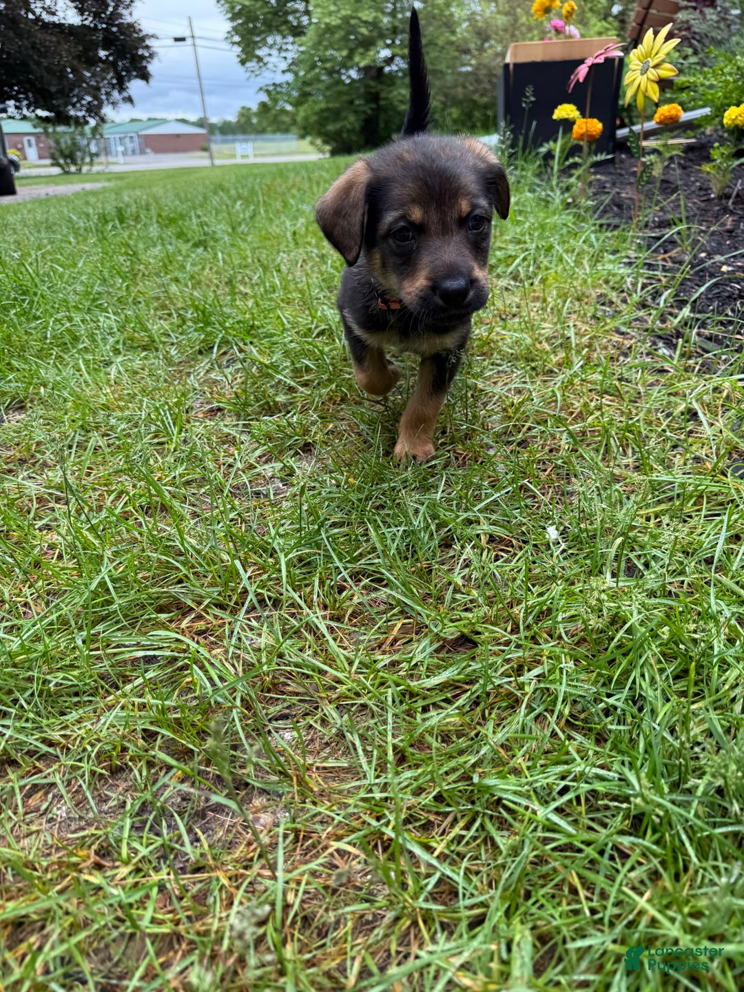German Shepherd dogs for sale: Millie - Image 2