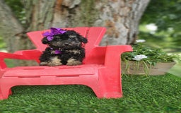 Toy Poodle dogs for sale: Sadie - Image 2
