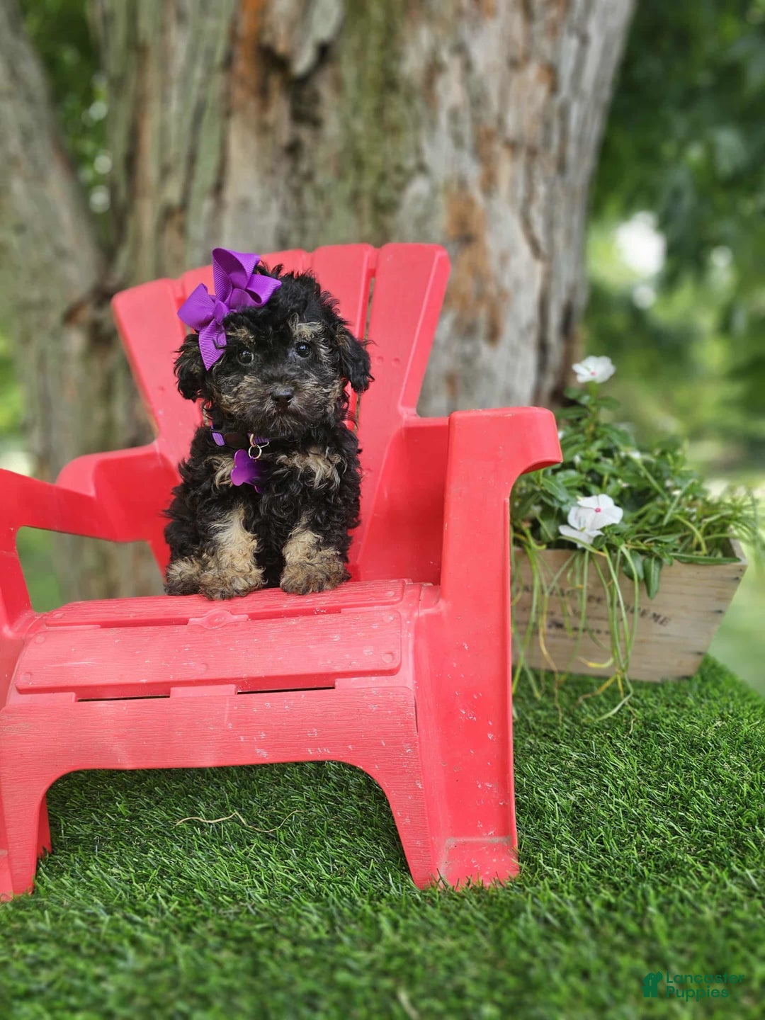 Toy Poodle dogs for sale: Sadie - Image 2
