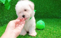 Maltipoo dogs for sale: Cookie - Image 22