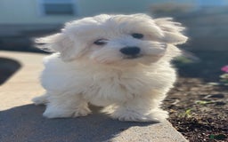 Coton De Tulear dogs for sale: Alex - Image 7