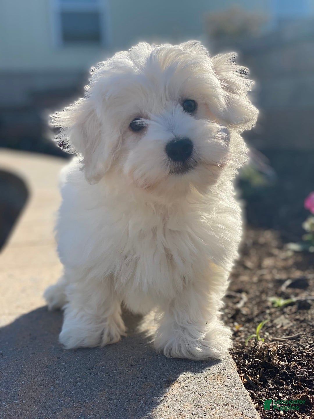 Coton De Tulear dogs for sale: Alex - Image 7