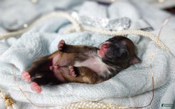 Morkie dogs for sale: Rare Gold Flame - Image 12