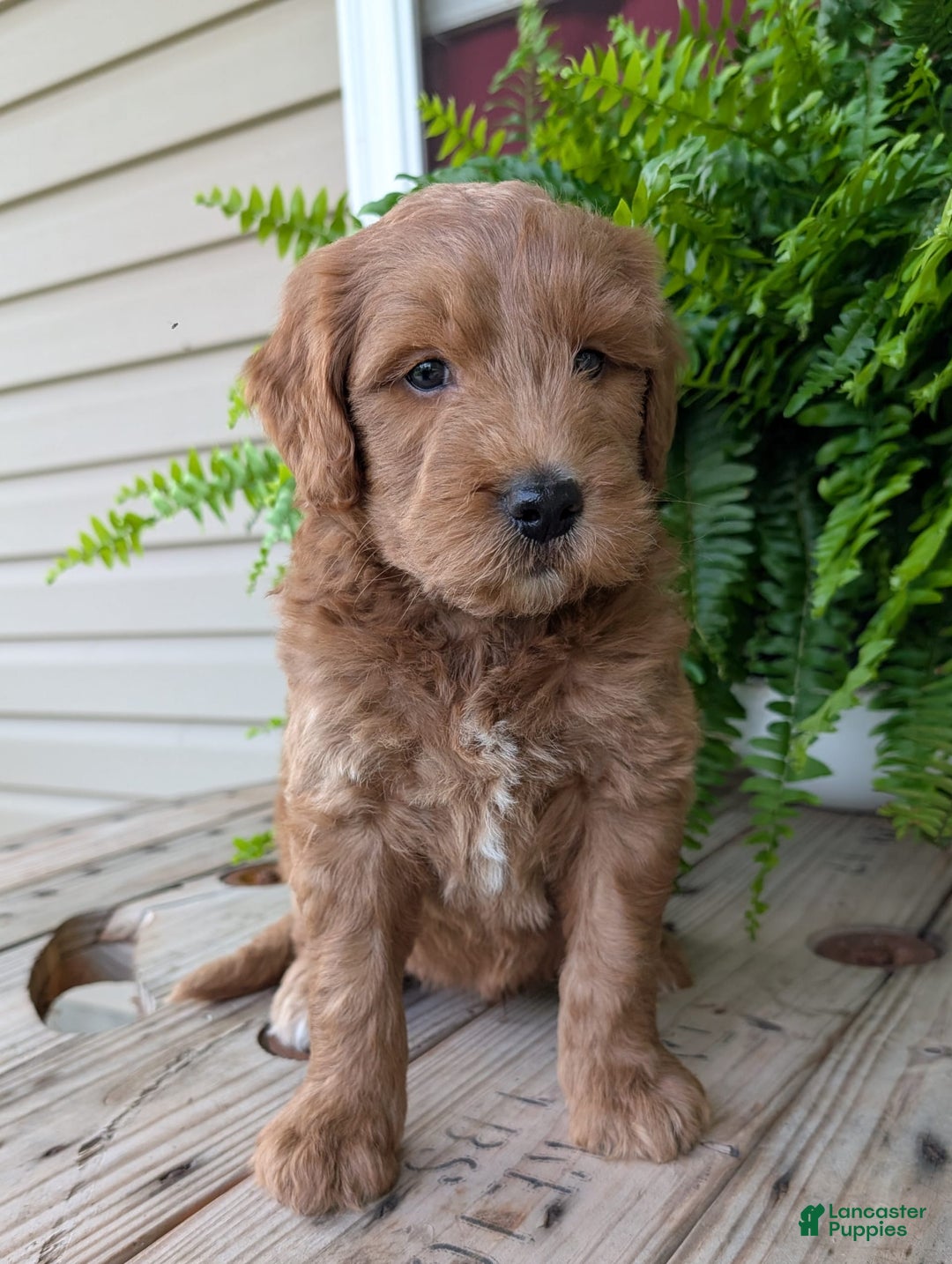Goldendoodle dogs for sale: Cash - Image 25
