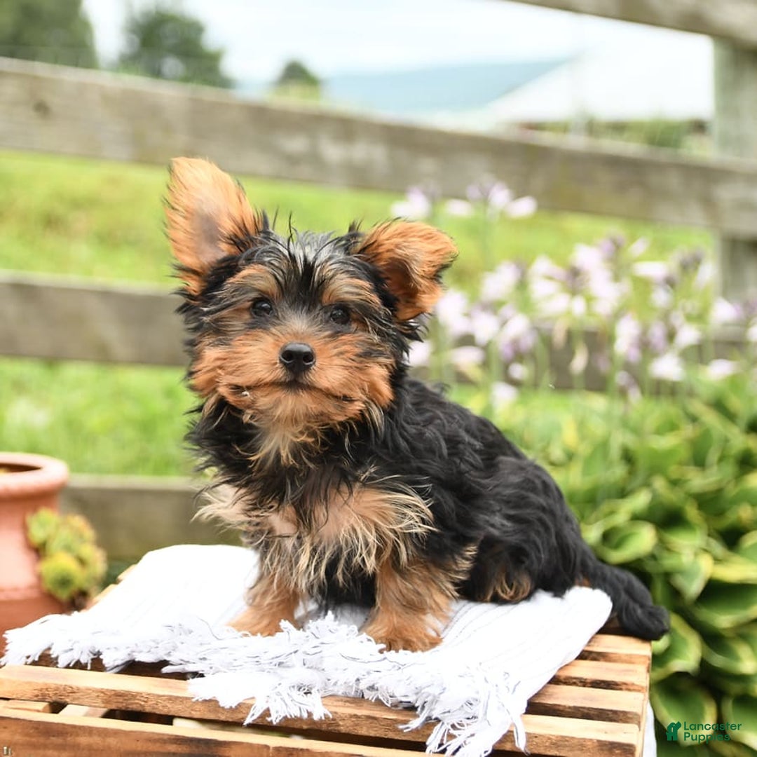 Yorkshire Terrier dogs for sale: Checkers - Image 2