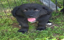 Golden Retriever dogs for sale: Bingo - Image 5