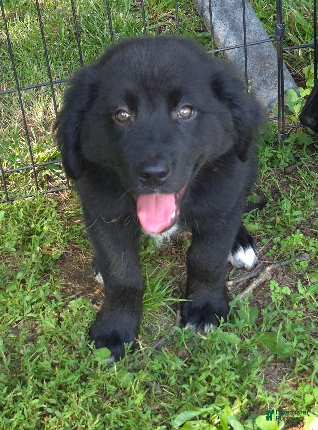 Golden Retriever dogs for sale: Bingo - Image 5