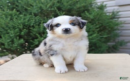 Miniature Australian Shepherd dogs for sale: Miniature Australian Shepherd 8 puppies - Image 16