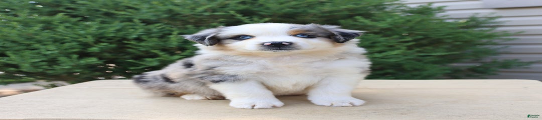 Elliot