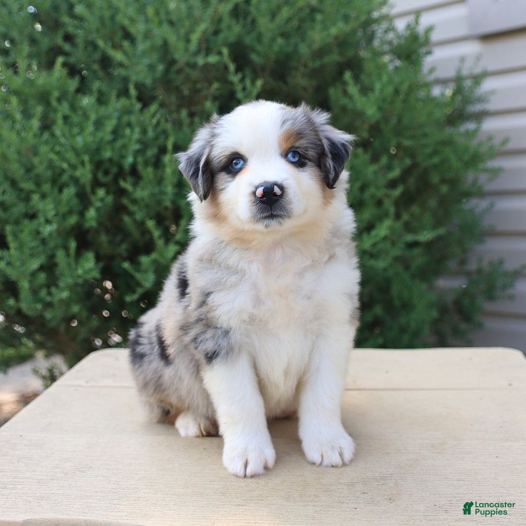 Miniature Australian Shepherd dogs for sale: Miniature Australian Shepherd 8 puppies - Image 16