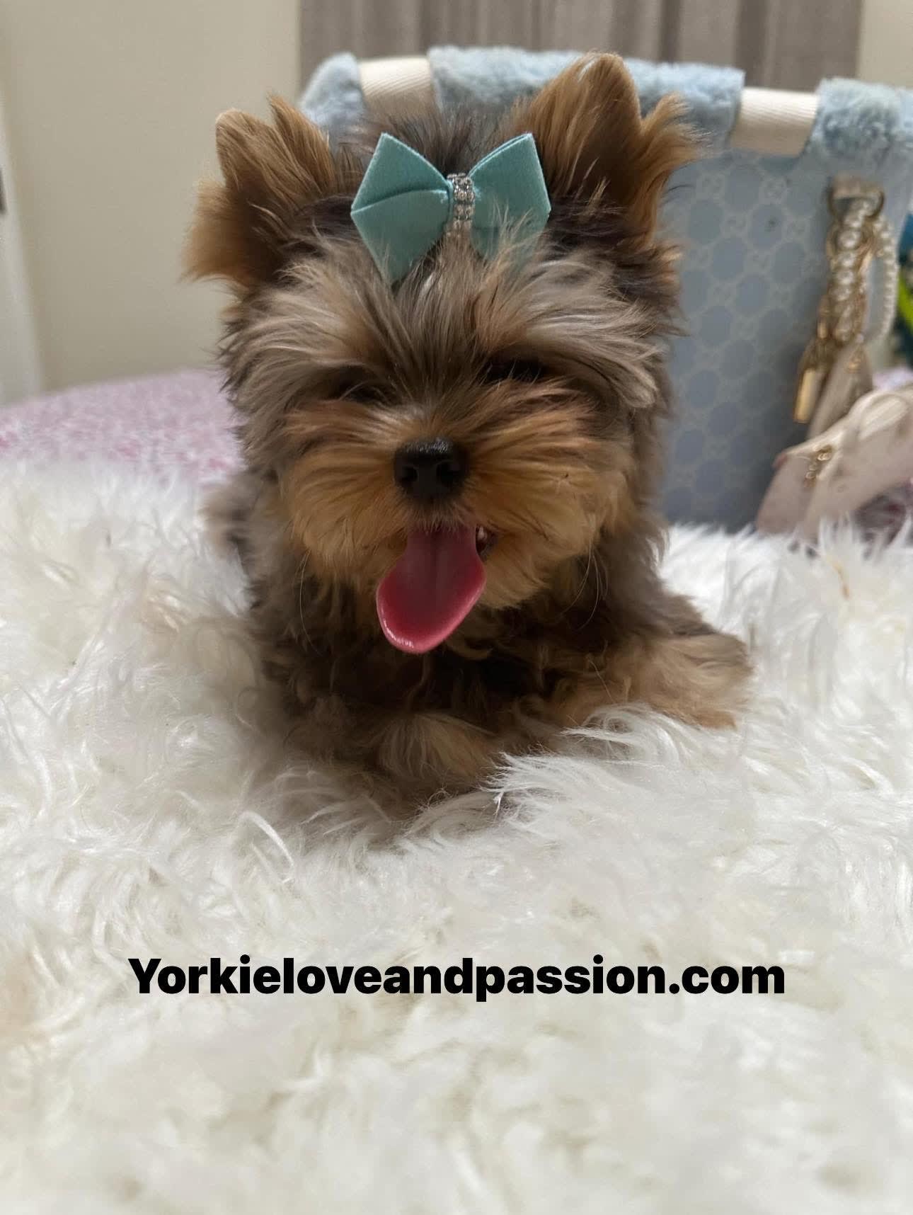 Yorkshire Terrier dogs for sale: Yorkshire Terrier 5 puppies - Image 10