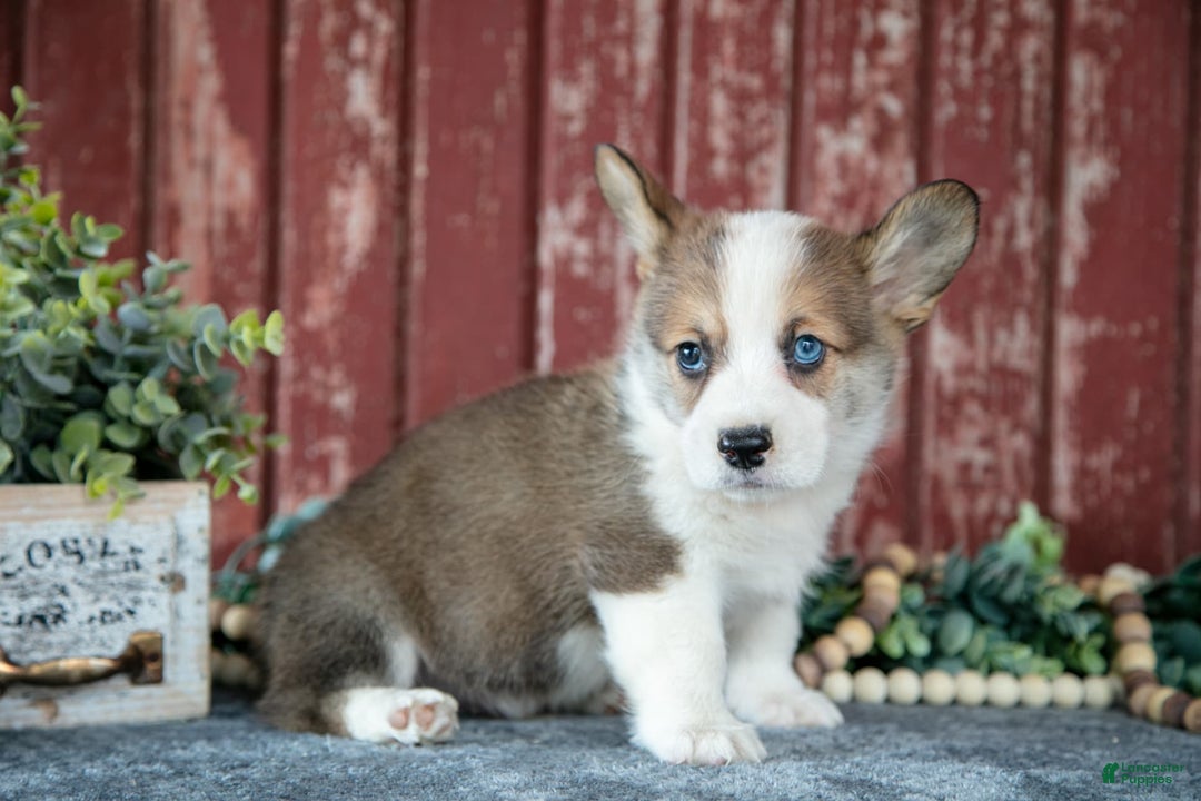 Welsh Corgi Pembroke dogs for sale: Ned - Image 3