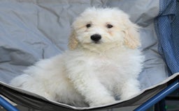 Maltipoo dogs for sale: Callie - Image 7