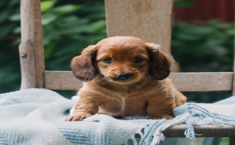 Miniature Dachshund dogs for sale - Ad 4