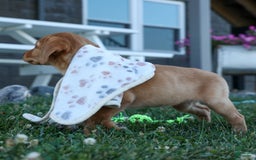Labrador Retriever dogs for sale: Red Fox Gabby - Image 10