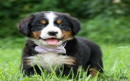 Bernese Mountain Dog dogs for sale: Suse - Image 8