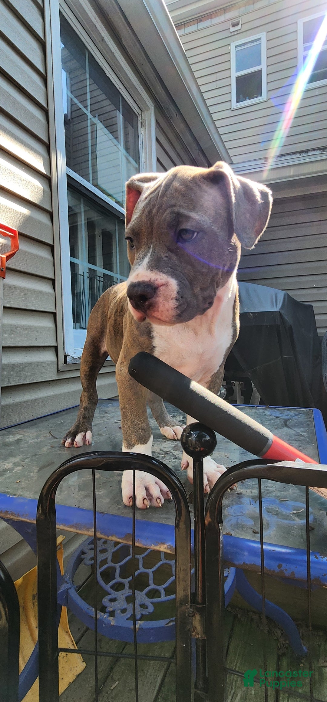 American Bully dogs for sale: Athena - Image 3