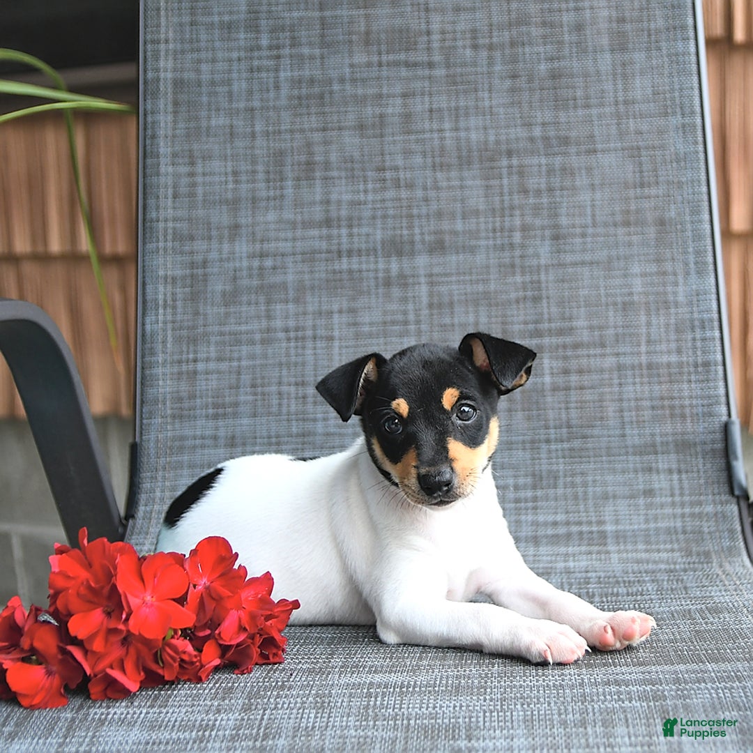 Toy Fox Terrier dogs for sale: Felix - Image 5