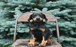 Doberman Pinscher dogs for sale: Precious - Image 13