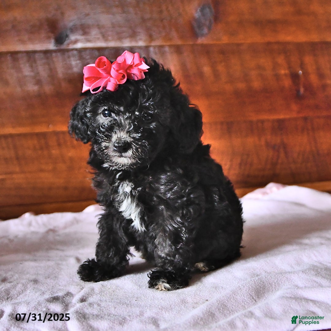 Miniature Poodle dogs for sale: Dandelion - Image 1