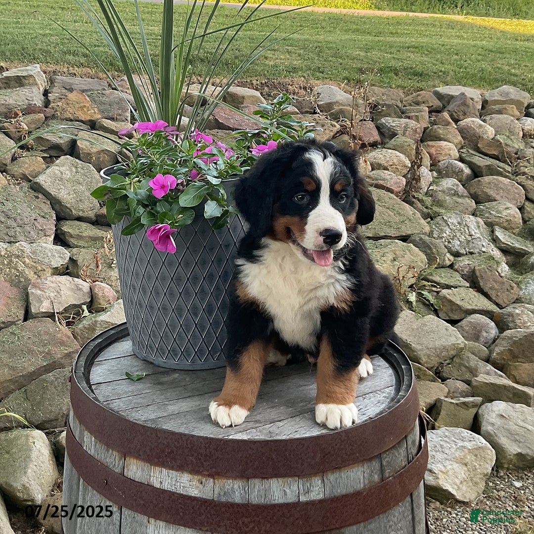 Bernese Mountain Dog dogs for sale: Bernese Mountain Dog 3 puppies - Image 7