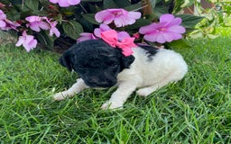 Standard Poodle dogs for sale: Roxy - Image 4