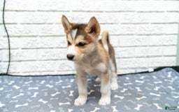 Alaskan Malamute dogs for sale: Sanji - Image 8