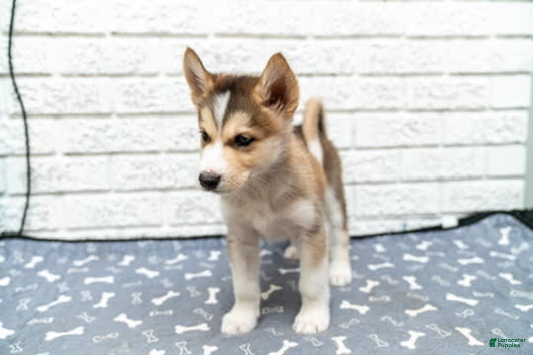 Alaskan Malamute dogs for sale: Sanji - Image 8