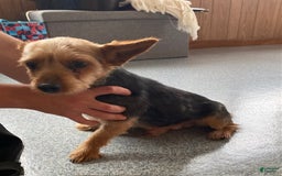 Yorkiepoo dogs for sale: Paxton - Image 5