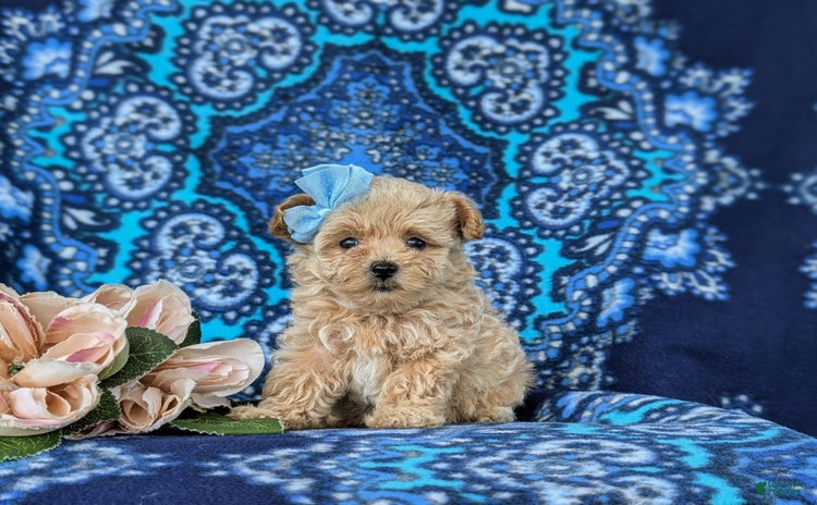 Maltipoo dogs for sale - Ad 2