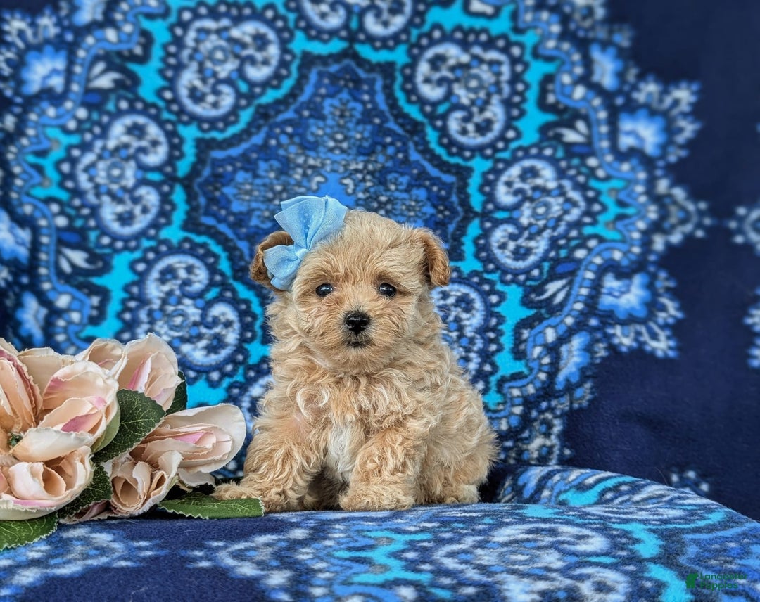 Maltipoo dogs for sale: Jocelyn 5 Lbs Full Grown - Image 1