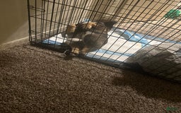 Norwegian Elkhound dogs for sale: Bear - Image 5