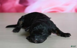 Shihpoo dogs for sale: Carly - Image 2